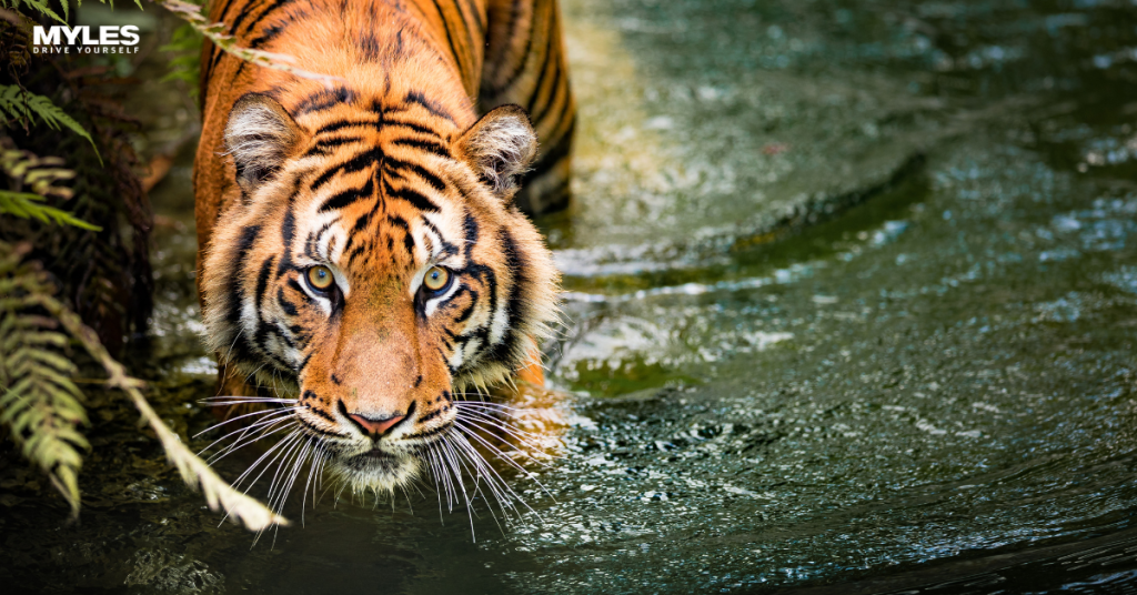 International Tiger Day: 7 Gorgeous Tiger Reserves in India to Explore ...